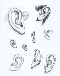 Ear Drawing Reference and Sketches for Artists