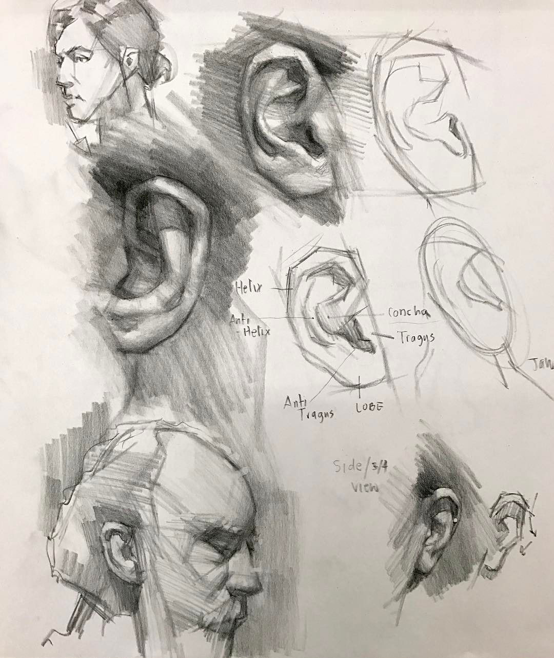 ear drawing reference