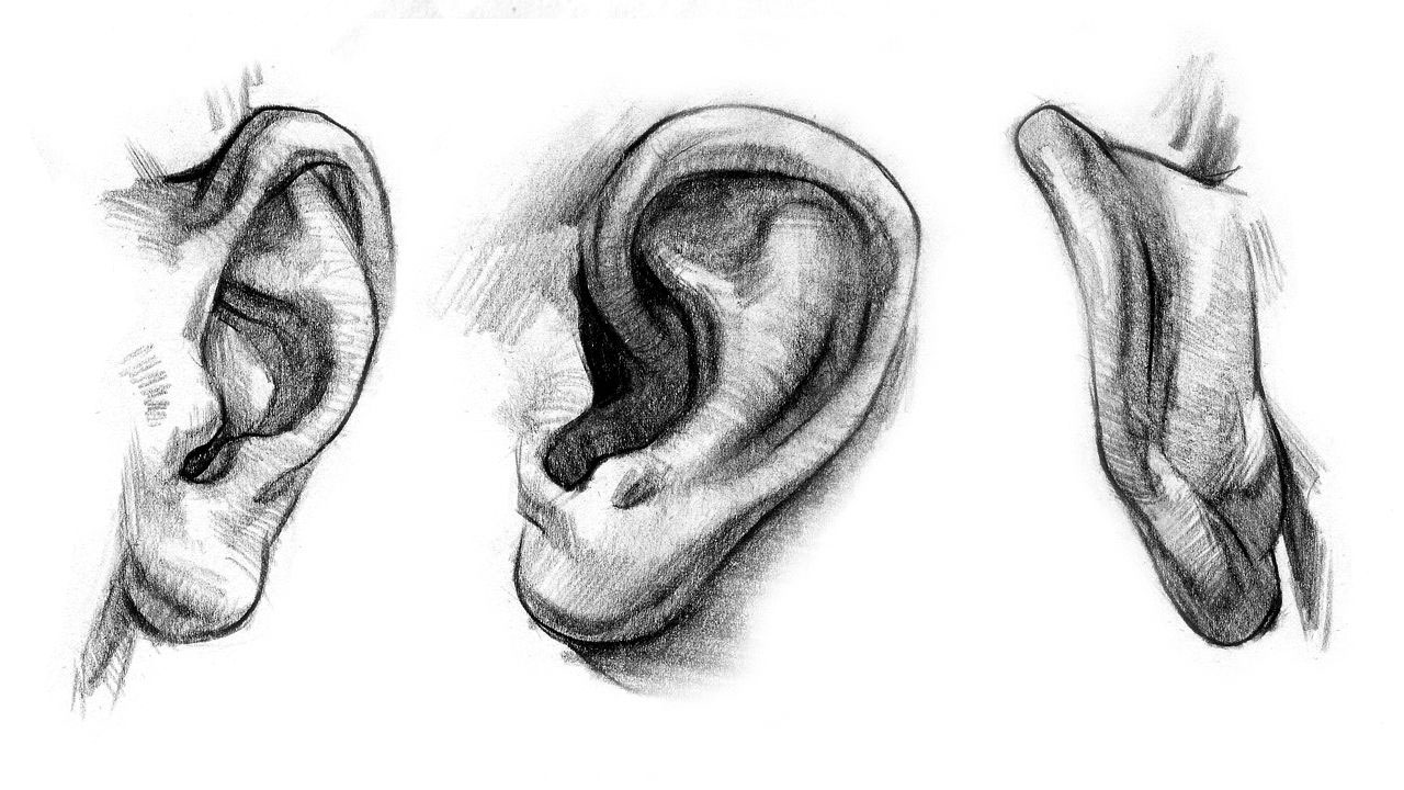ear drawing reference