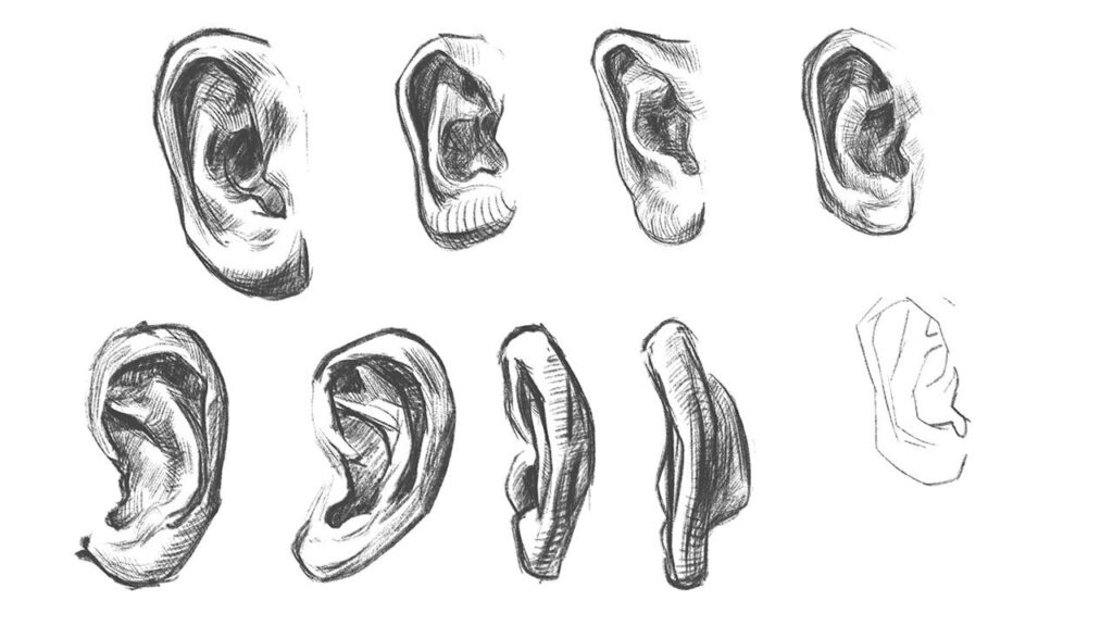 Ear Drawing Reference and Sketches for Artists