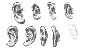 sketch of human ear