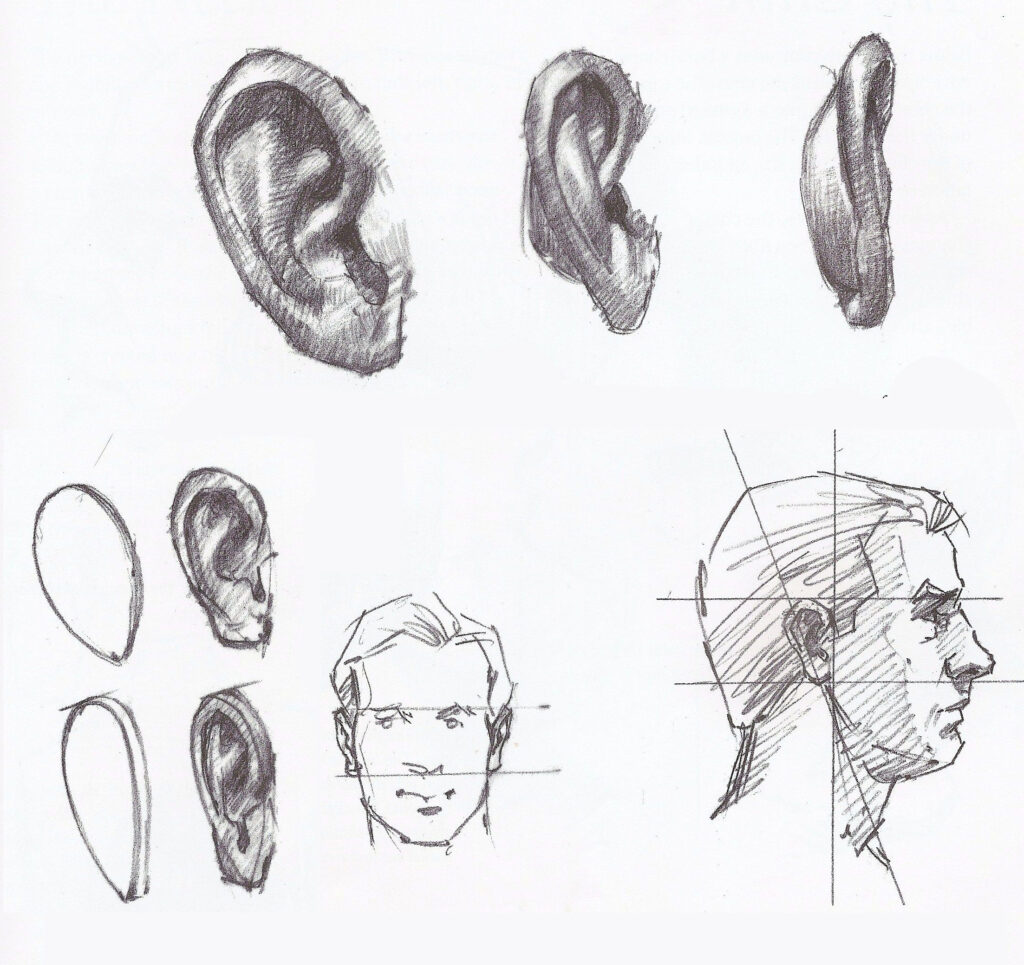 Ear Drawing Reference and Sketches for Artists