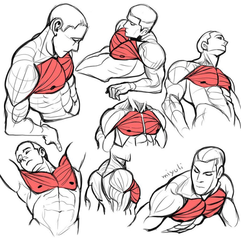 Muscle Drawing Reference and Sketches for Artists