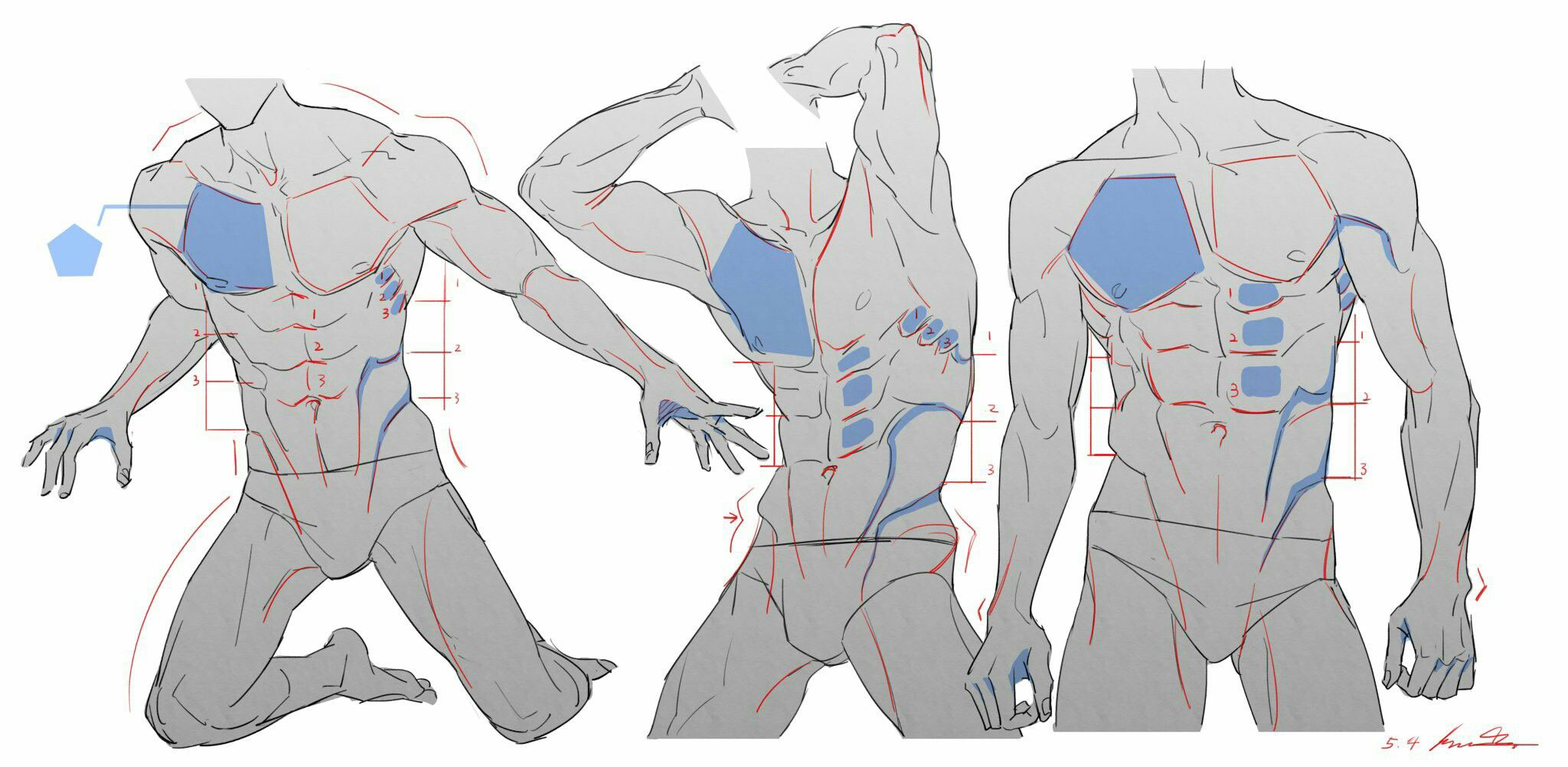 Muscle Drawing Reference and Sketches for Artists.