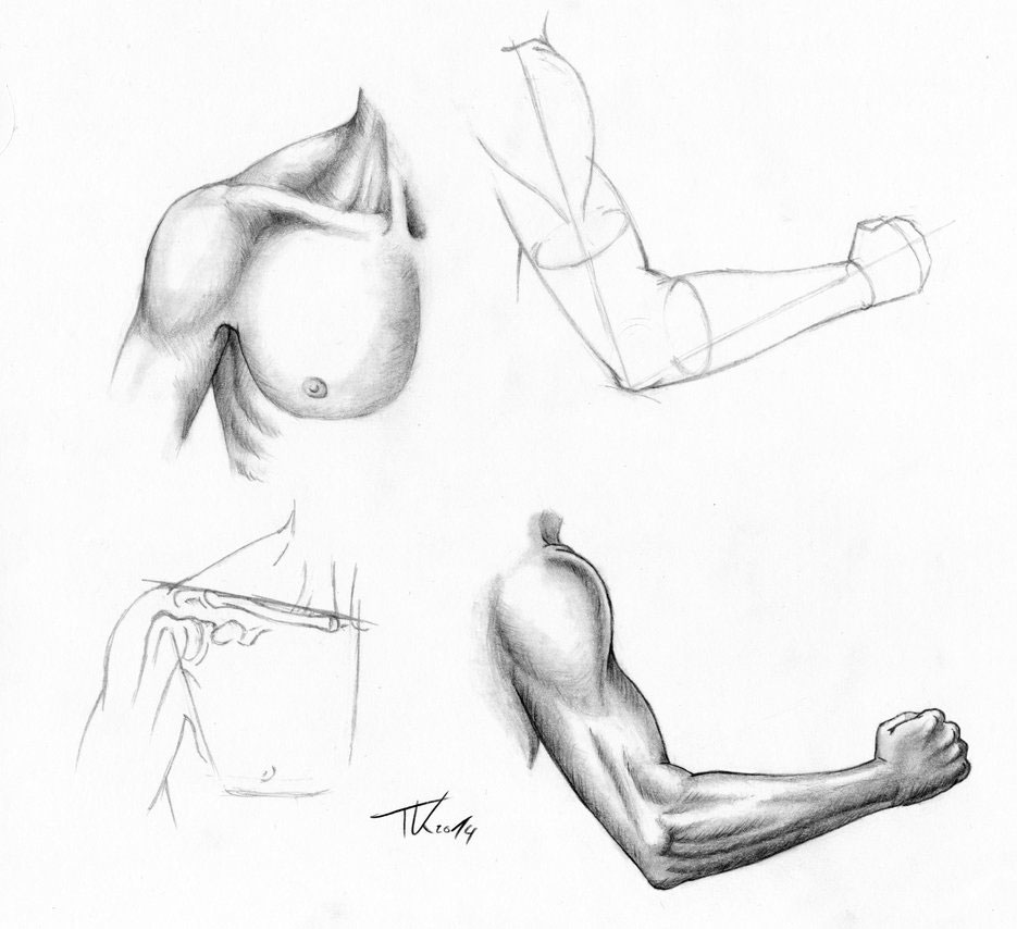 shoulder drawing reference