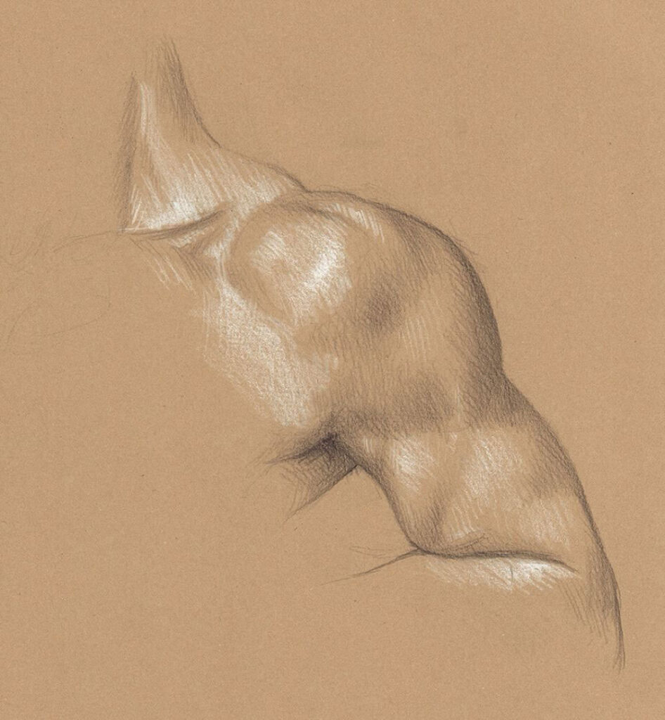 Shoulder Drawing Reference and Sketches for Artists