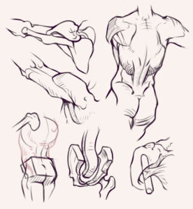 Shoulder Drawing Reference and Sketches for Artists