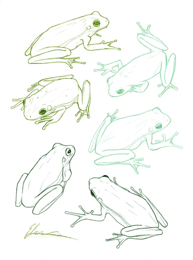 Frog Drawing Reference And Sketches For Artists