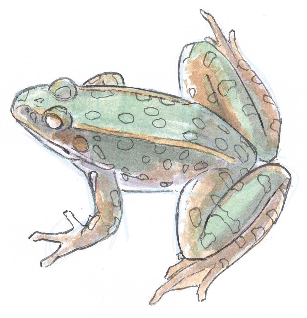 Frog drawing reference
