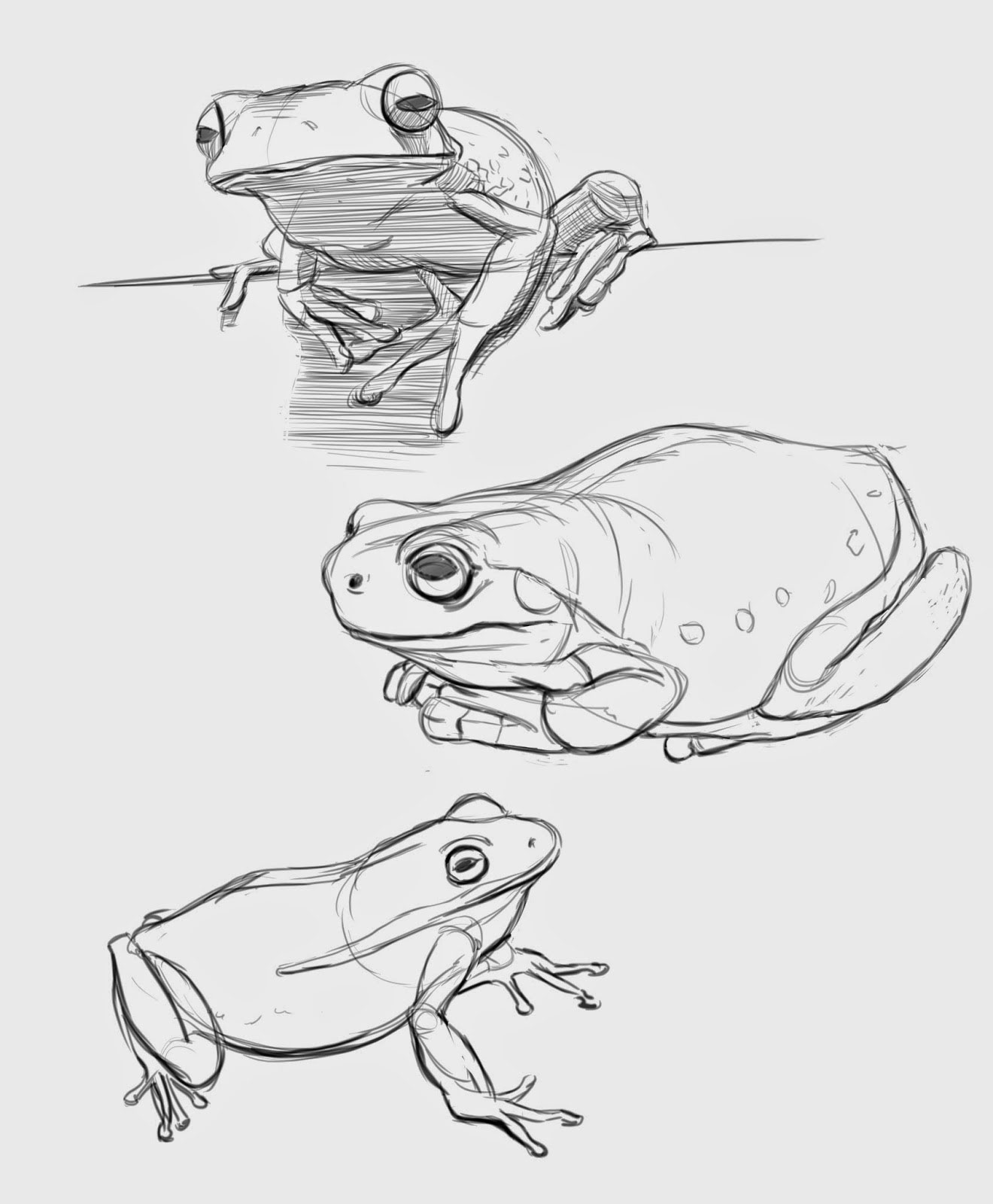 Frog drawing reference