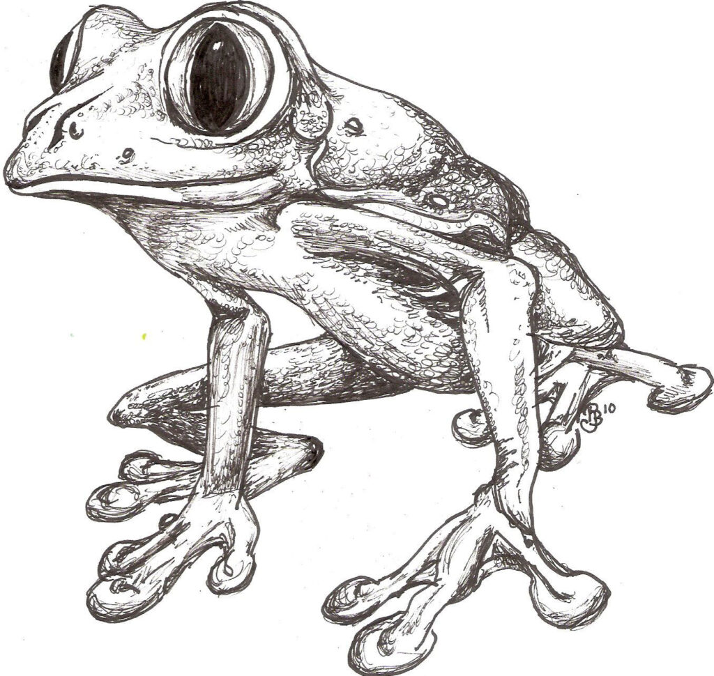 Frog Drawing Reference And Sketches For Artists 0750