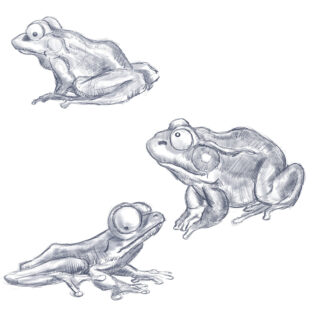 Frog Drawing Reference And Sketches For Artists