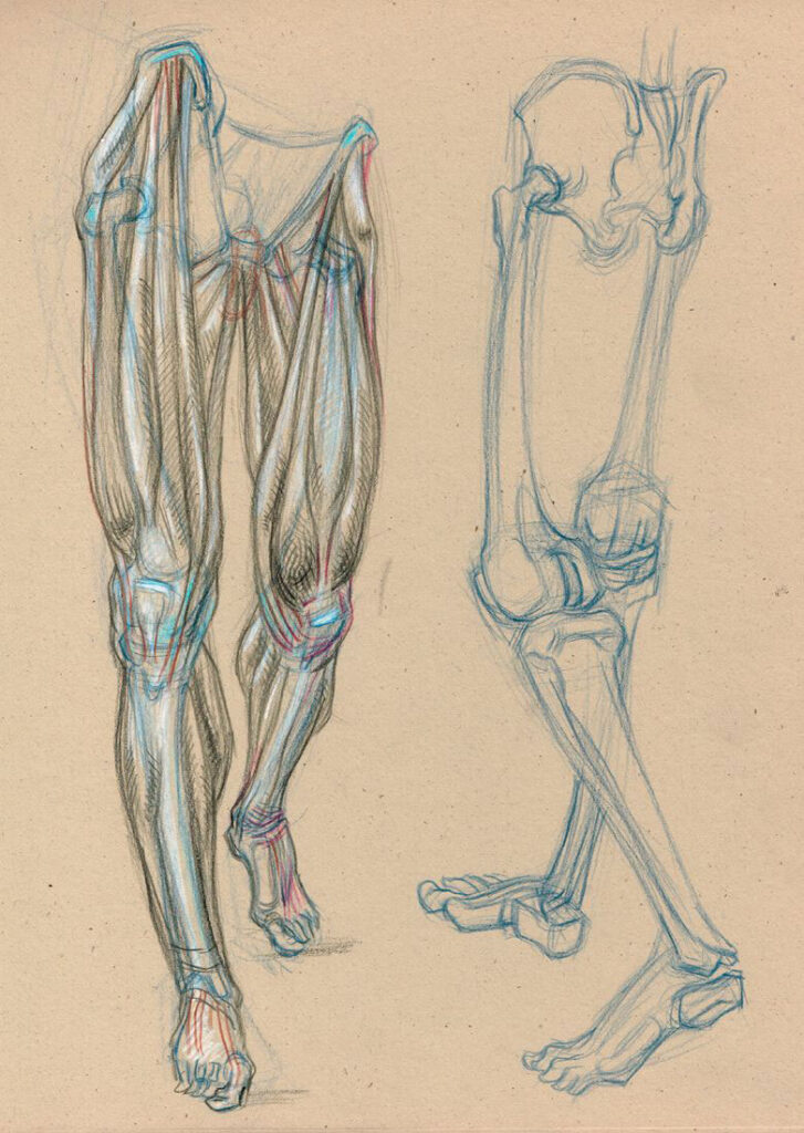 Male leg Drawing Reference and Sketches for Artists