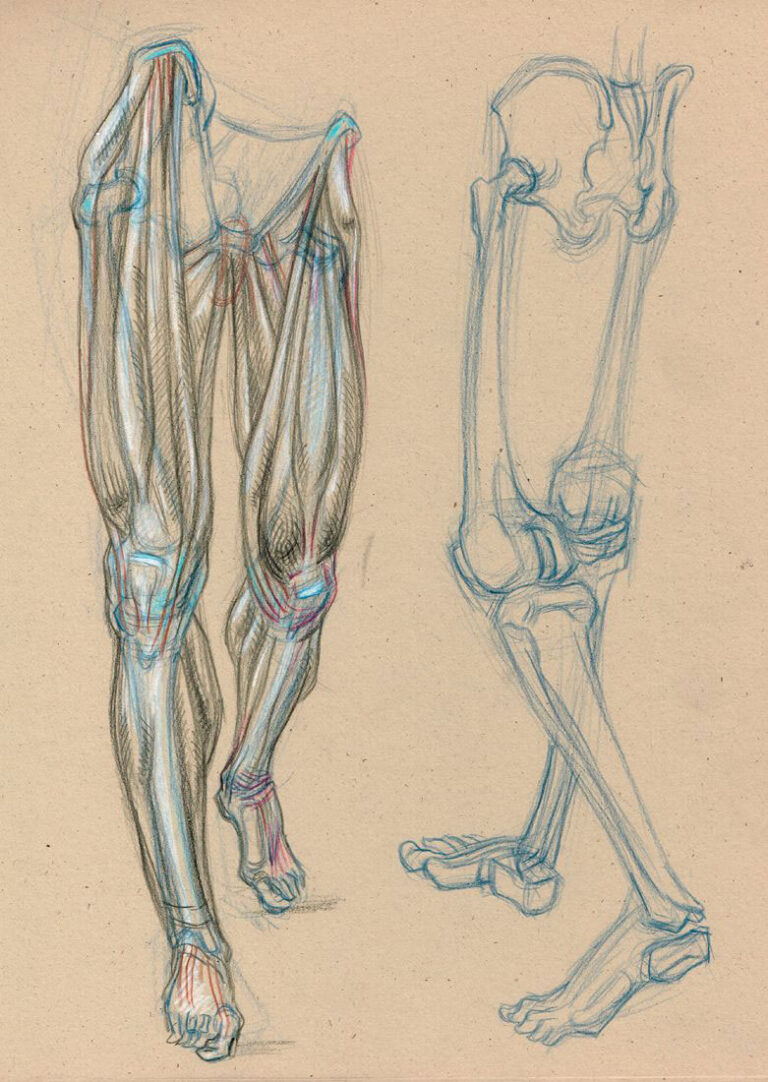 Male Leg Drawing Reference And Sketches For Artists