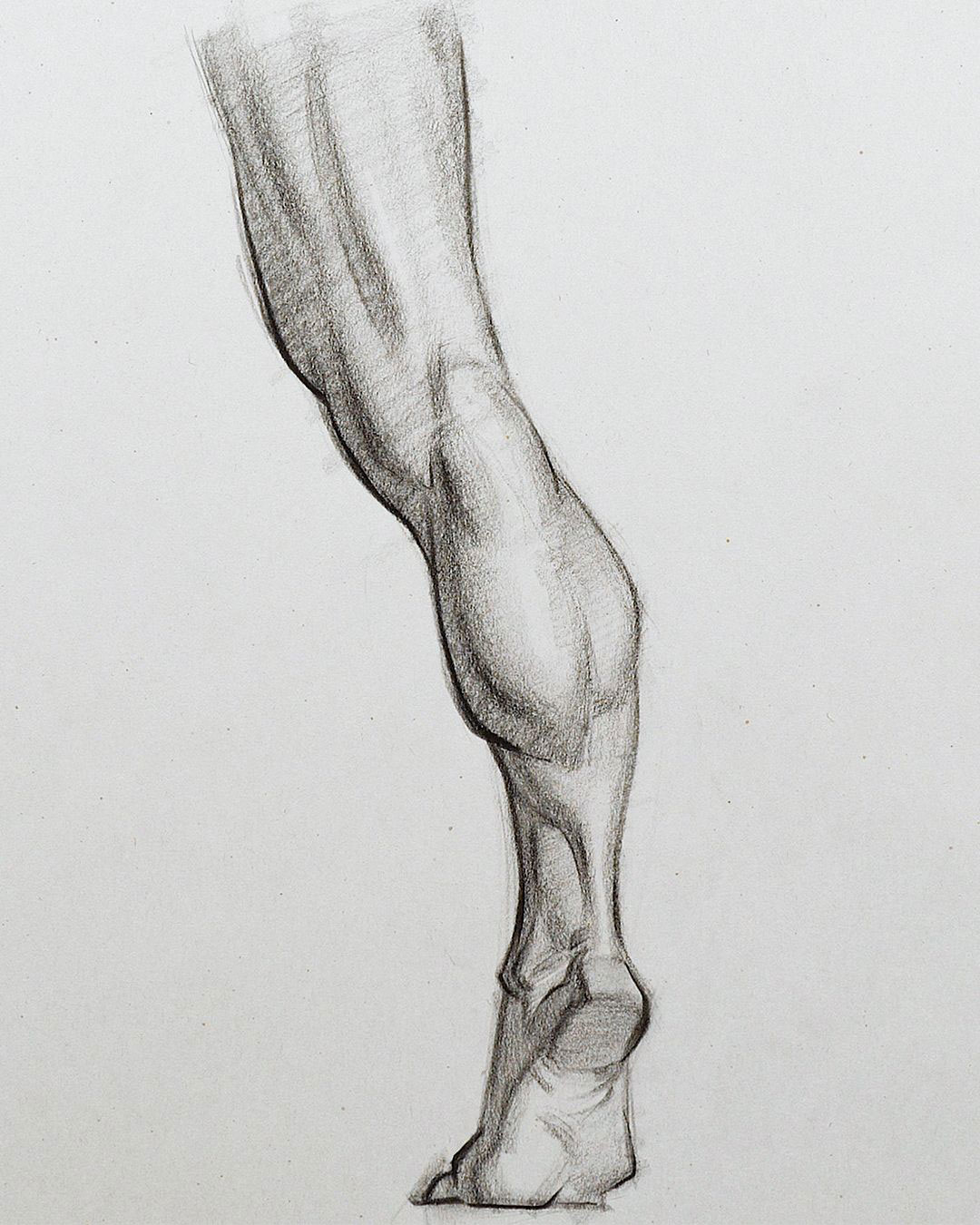 male leg drawing reference