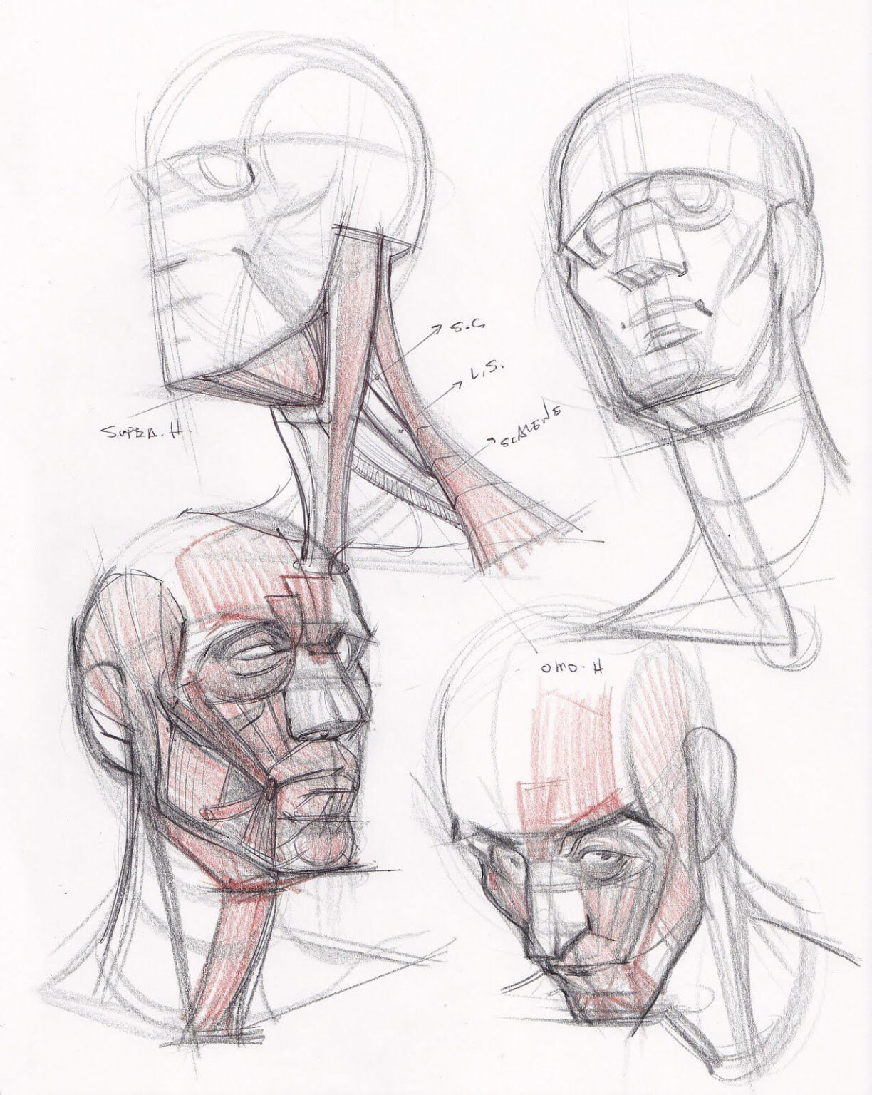 Neck Drawing Reference and Sketches for Artists