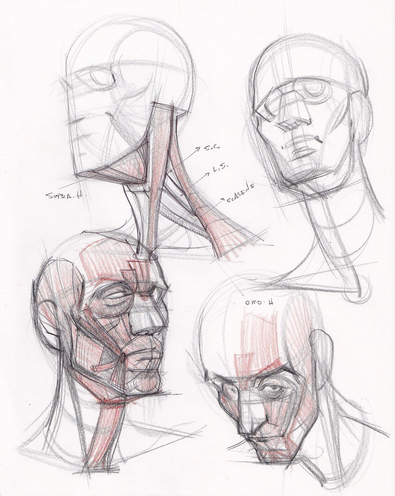 neck drawing reference