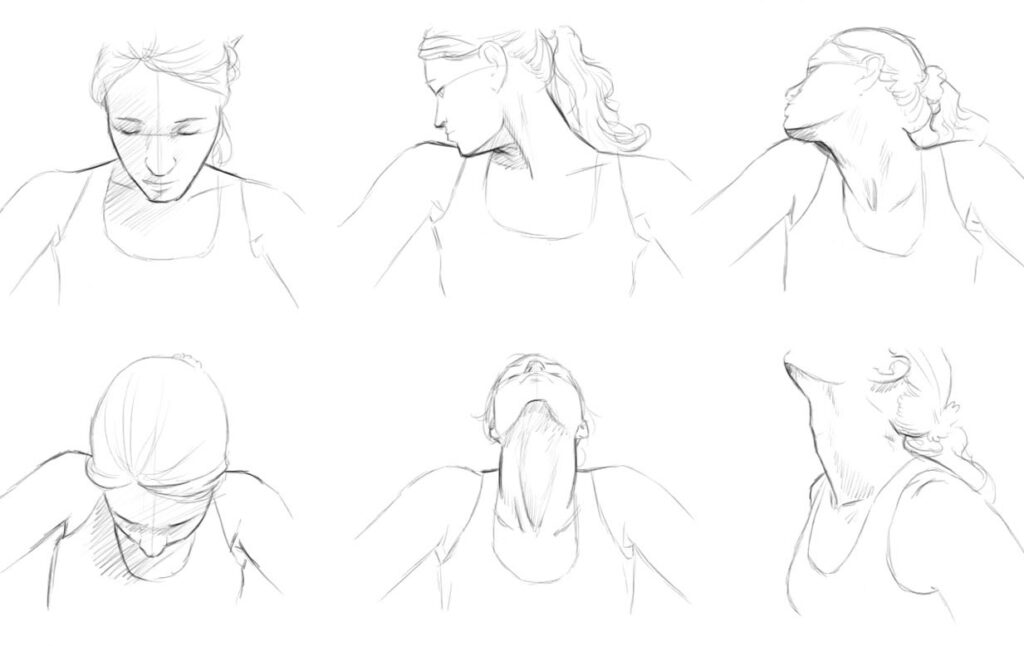 Neck Drawing Reference and Sketches for Artists