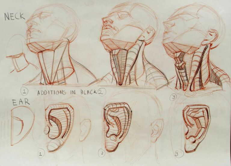 Neck Drawing Reference And Sketches For Artists