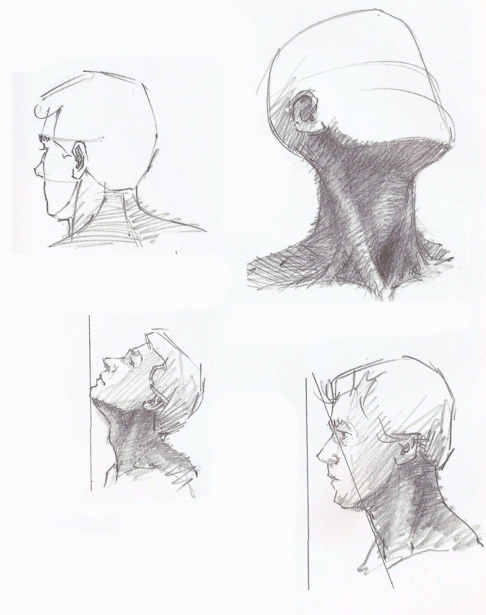 Neck Drawing Reference and Sketches for Artists