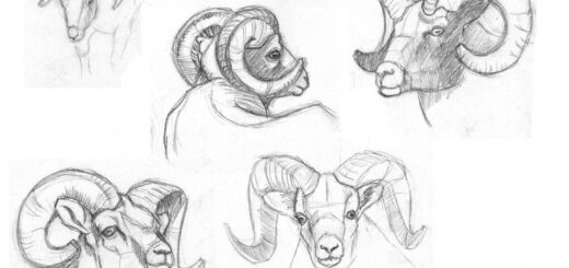 Farm animals Drawing References and Sketches for Artists