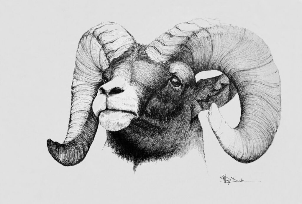 Ram Drawing Reference and Sketches for Artists