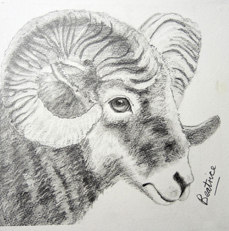 Ram Drawing Reference and Sketches for Artists