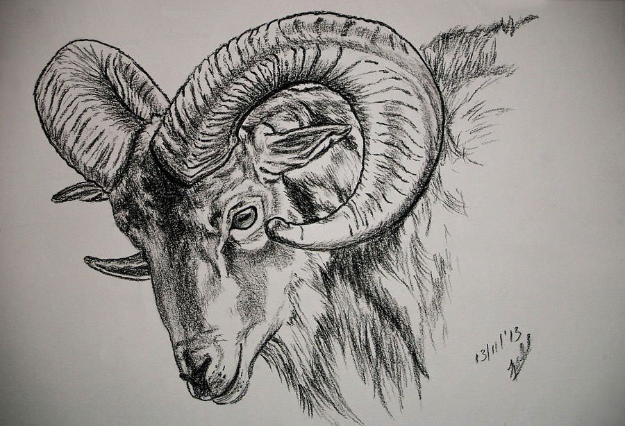 Ram Drawing Reference and Sketches for Artists