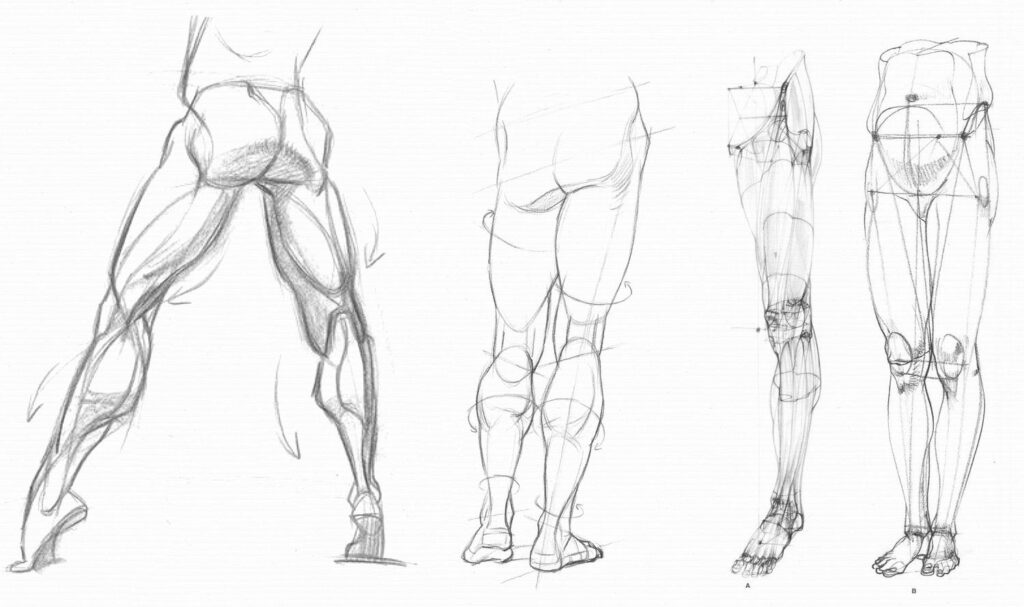 Calf muscle Drawing Reference and Sketches for Artists