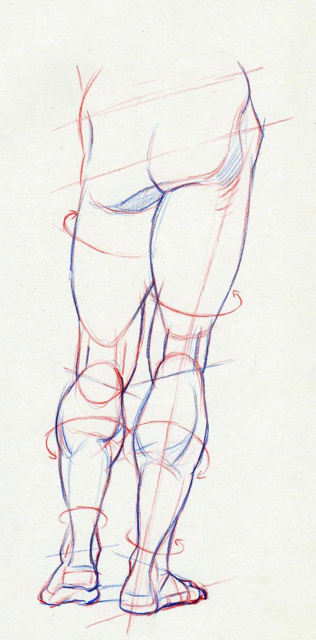 Calf muscle drawing reference