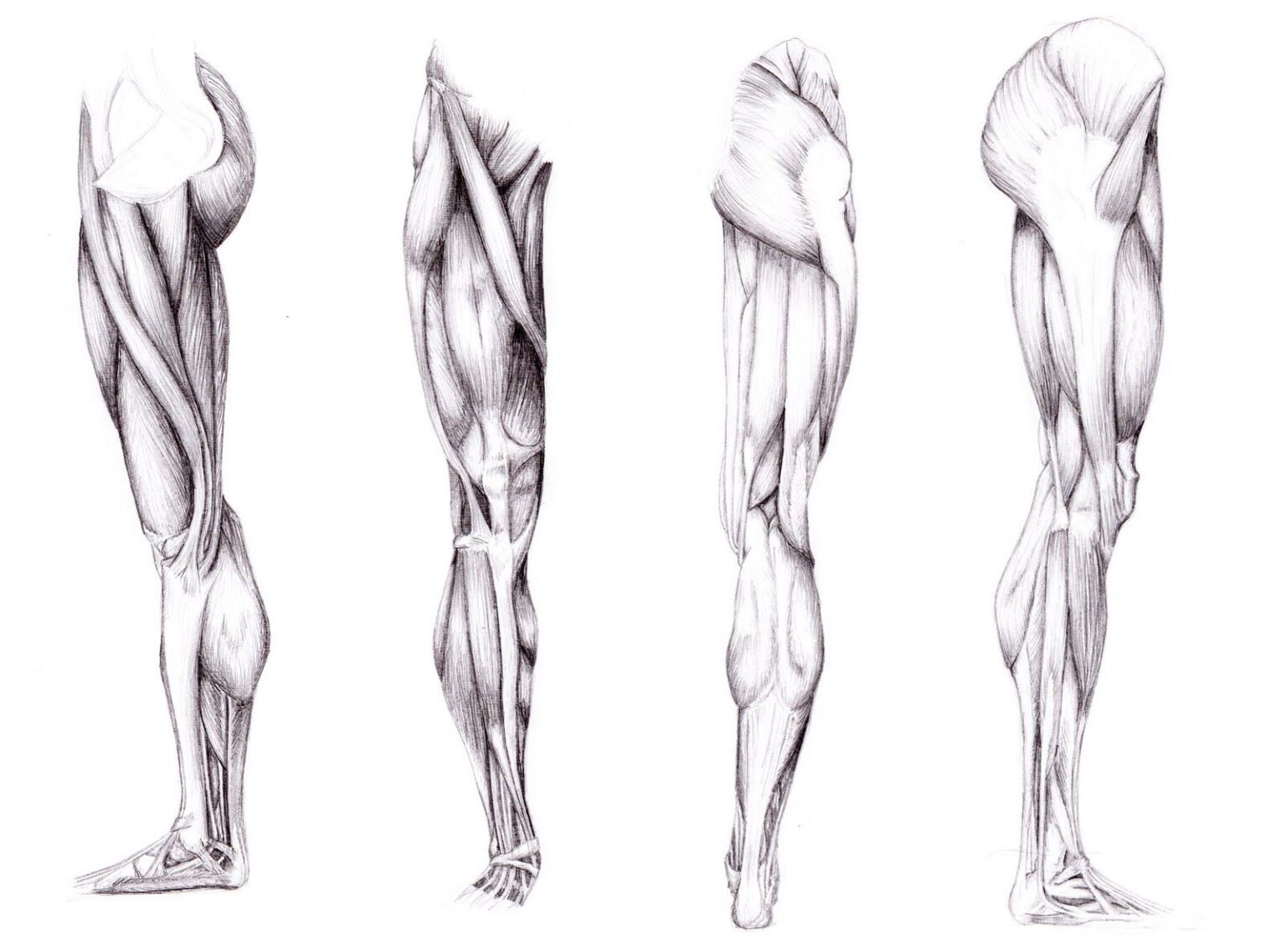 Calf muscle Drawing Reference and Sketches for Artists