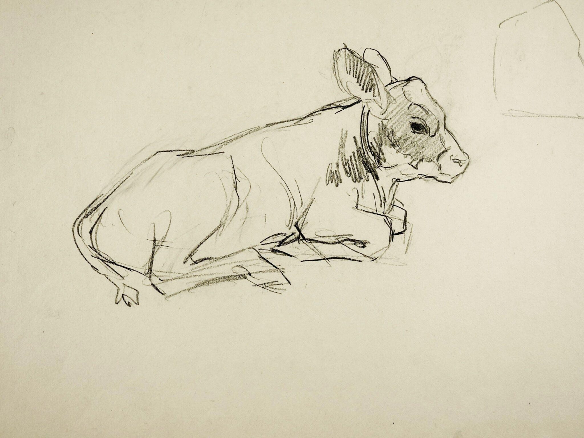 Calf Drawing Reference and Sketches for Artists