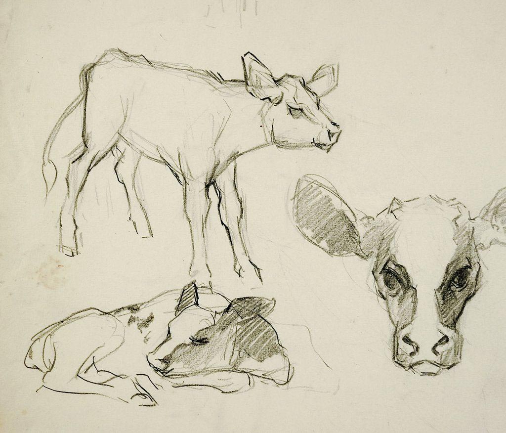 Calf drawing reference