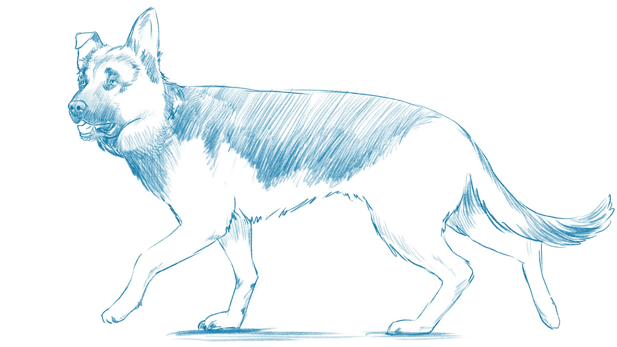 Dog drawing reference