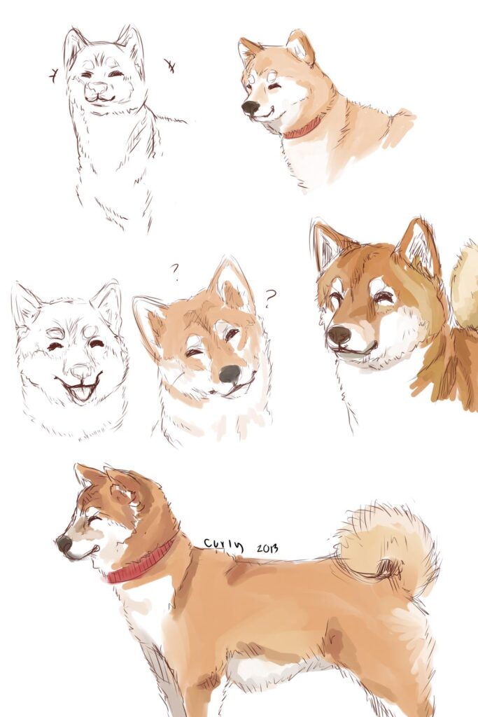 Dog Drawing Reference and Sketches for Artists