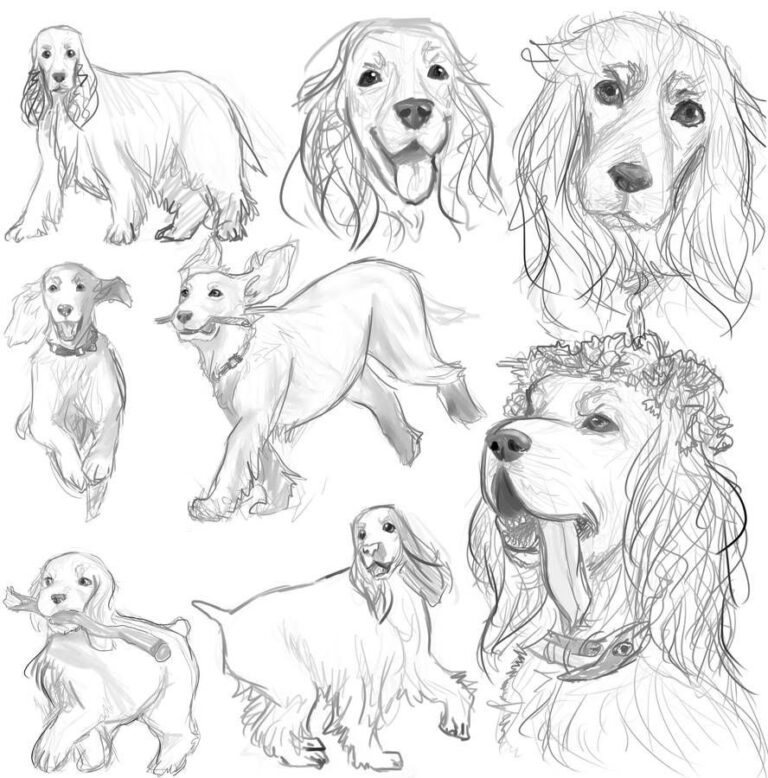 Dog Drawing Reference and Sketches for Artists