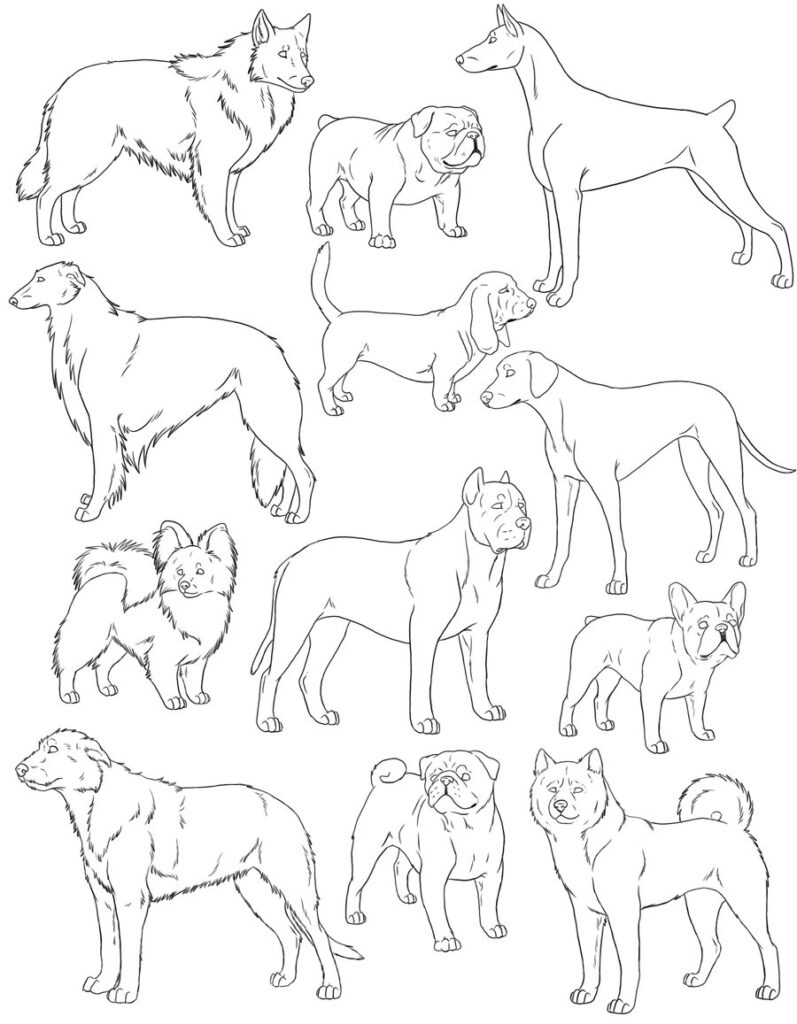 Dog Drawing Reference and Sketches for Artists