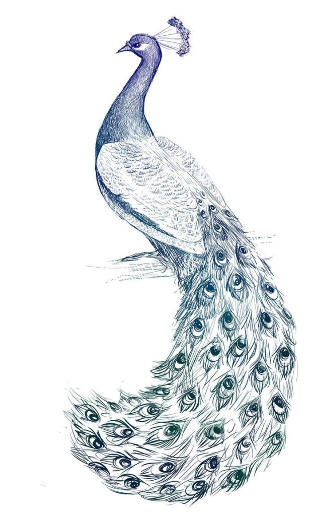 Peacock Drawing Reference And Sketches For Artists 