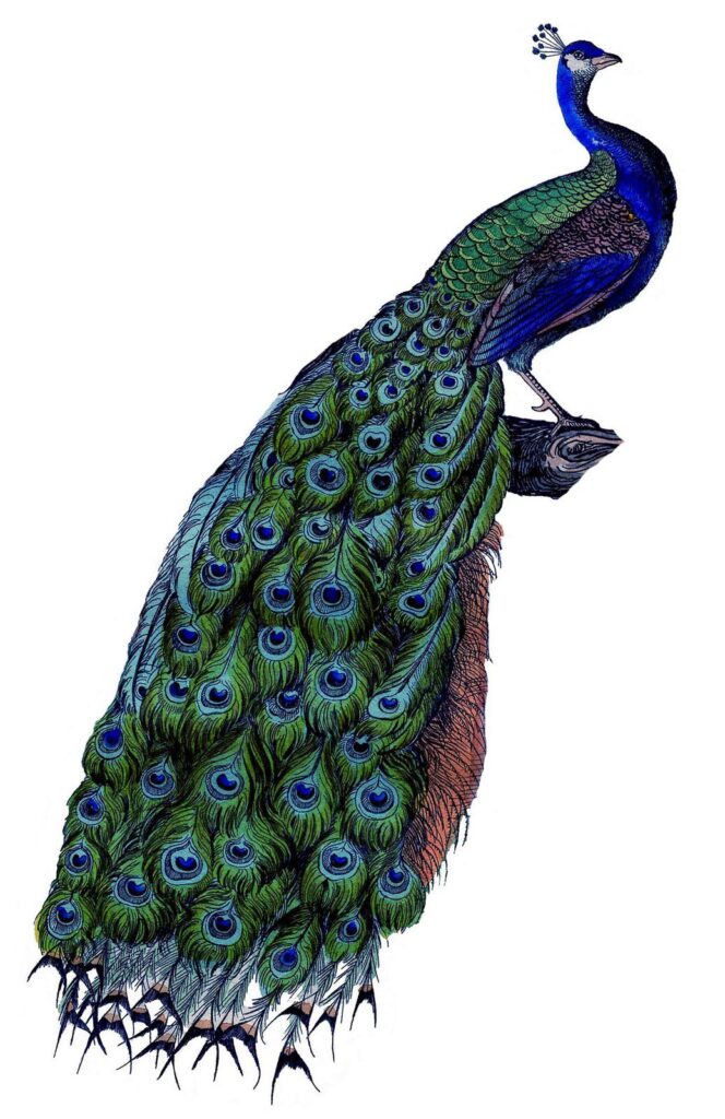 Peacock Drawing Reference and Sketches for Artists
