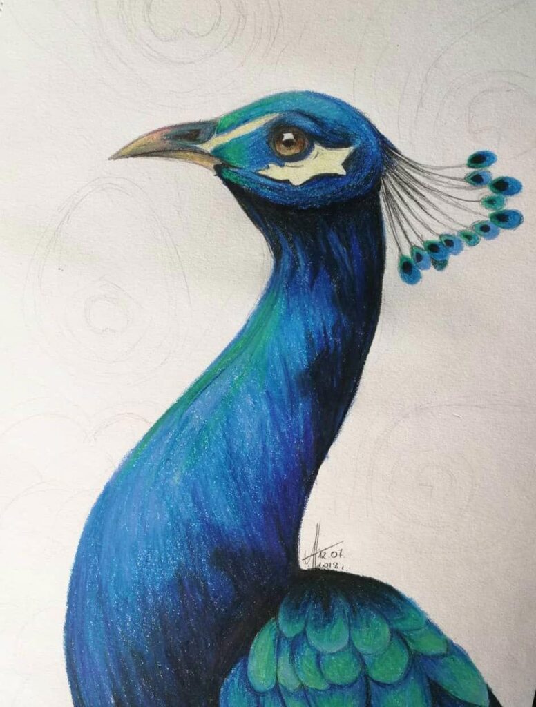 Peacock Drawing Reference and Sketches for Artists