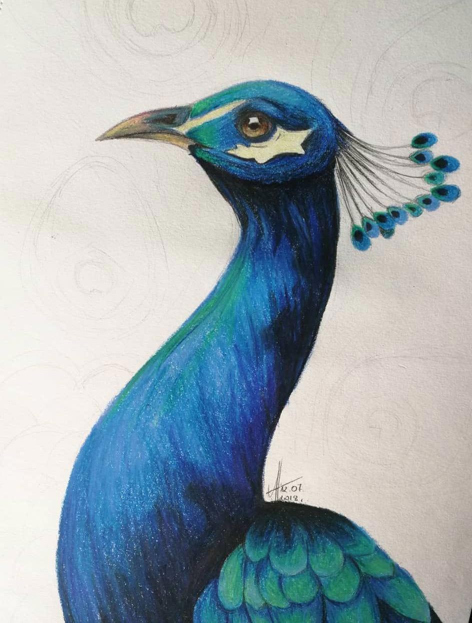 Peacock drawing reference