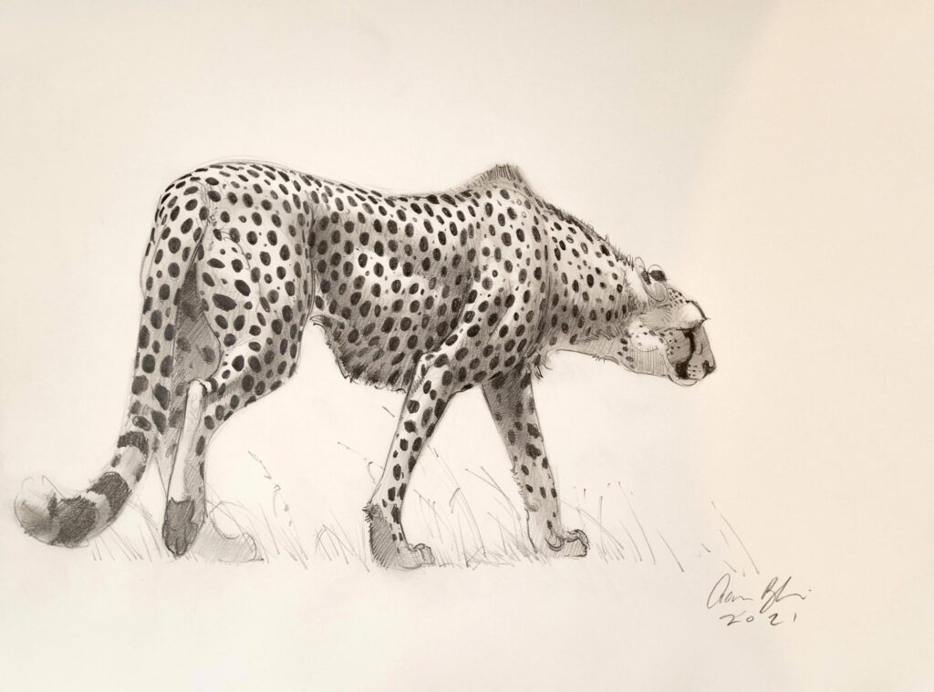 Cheetah Drawing Reference and Sketches for Artists