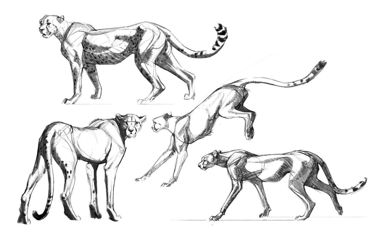 Cheetah drawing reference