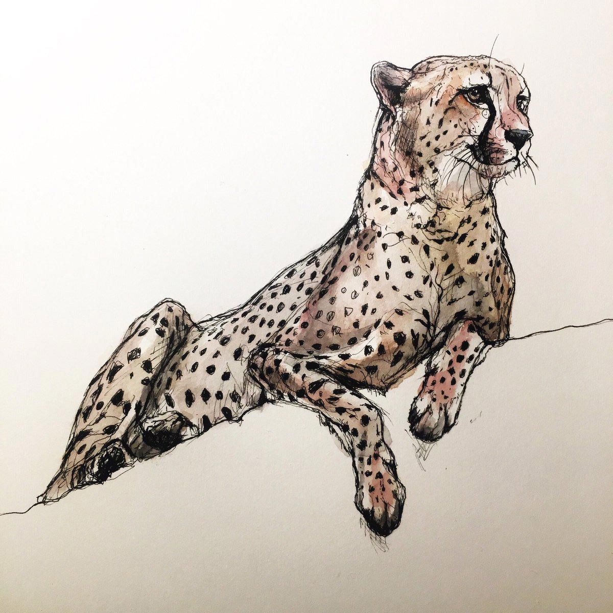 A Diagram Of A Cheetah Running Cheetah Handdrawn Ink On Whit