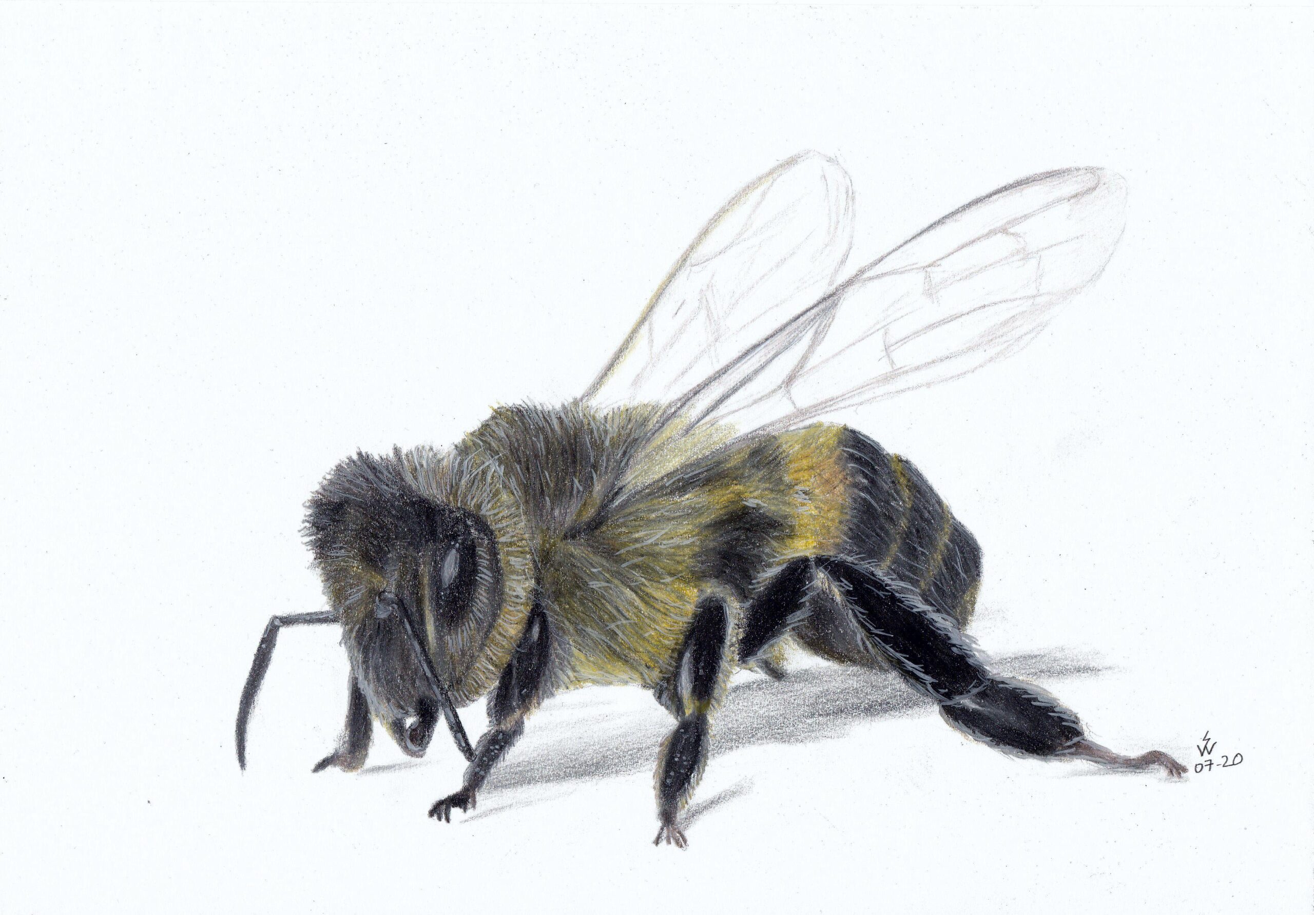 Bee drawing reference