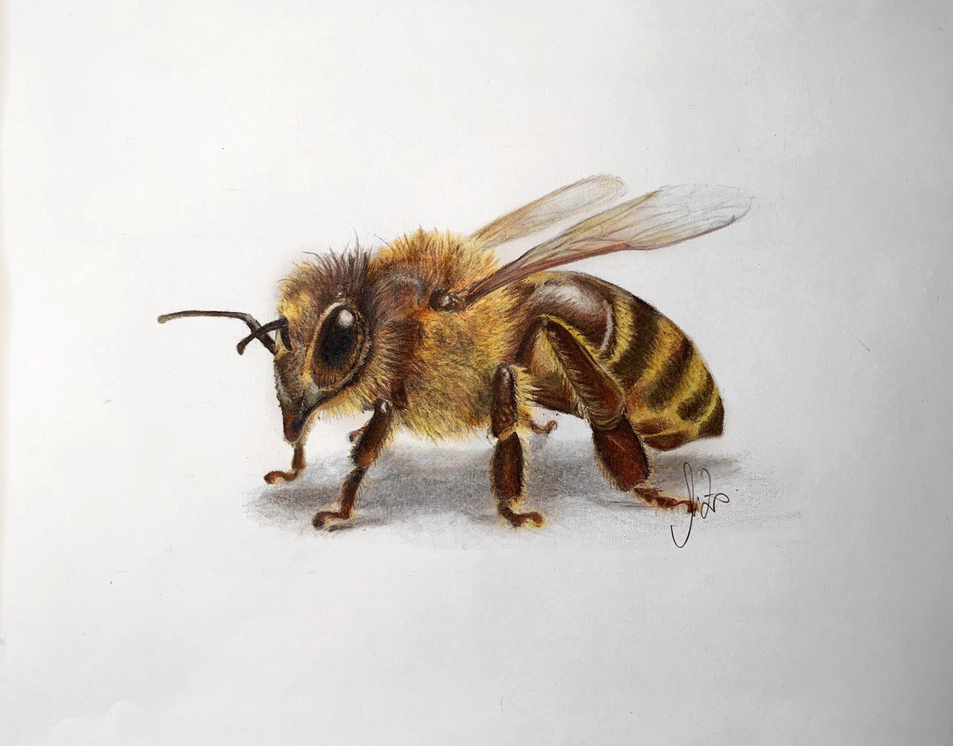 Bee drawing reference