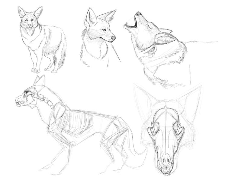 Coyote Drawing Reference and Sketches for Artists