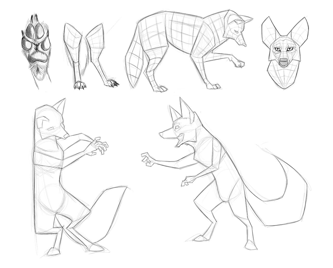Coyote drawing reference