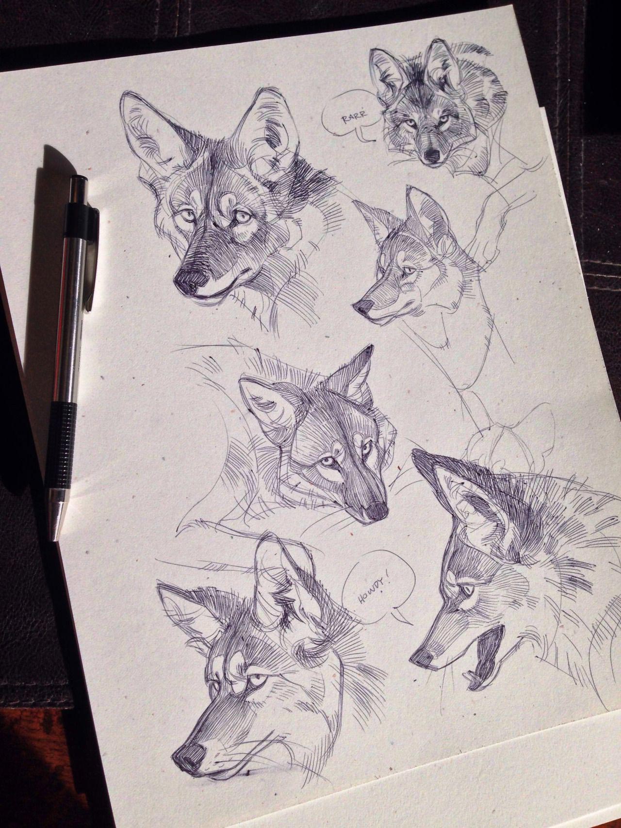 Coyote drawing reference