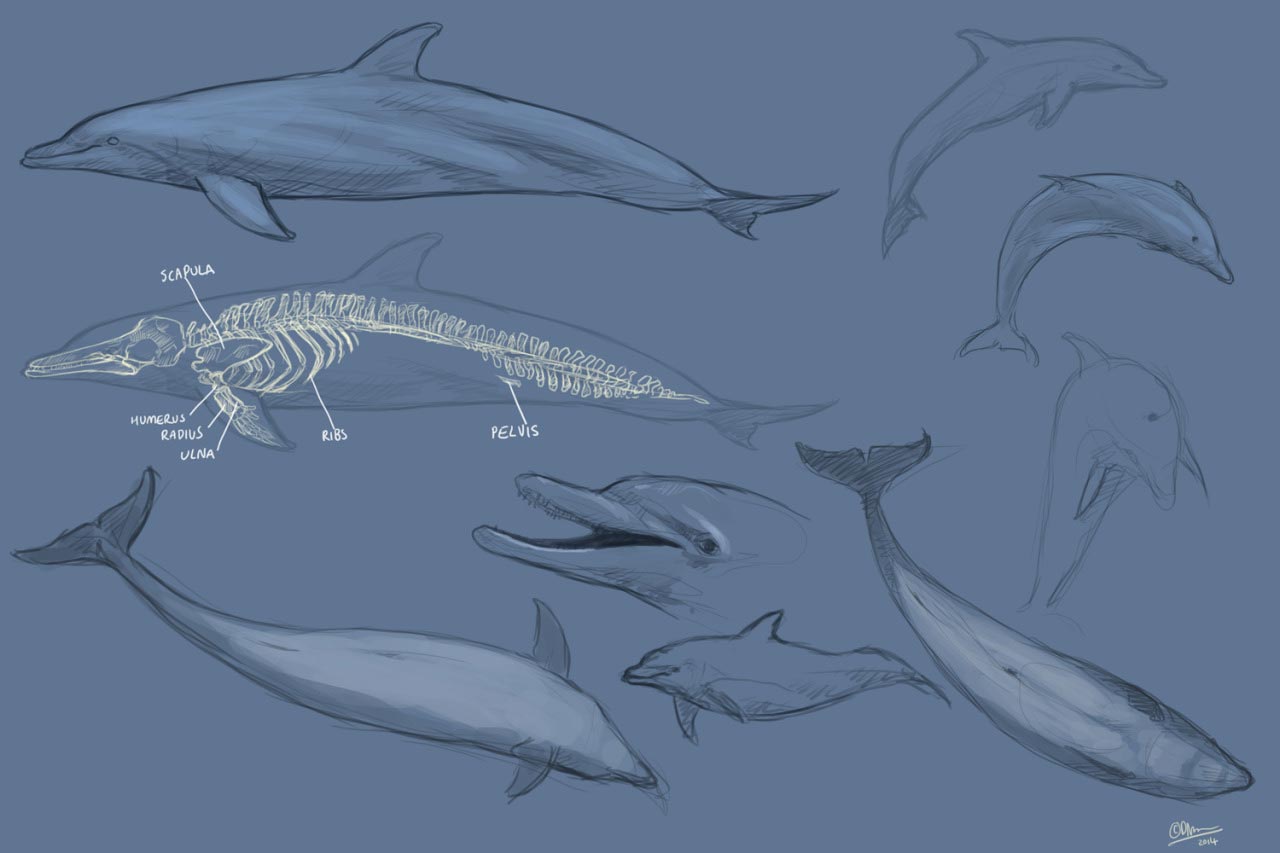 Dolphin drawing reference